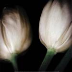 Splendid by Todd McPhetridge