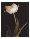 Splendid Beauty by Charles Britt