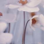 Spring Beauty I Blue by Alicia Bock