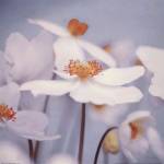 Spring Beauty II Blue by Alicia Bock