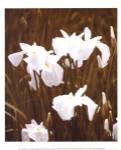 Spring Blossoms I by Boyce Watt
