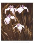 Spring Blossoms II by Boyce Watt