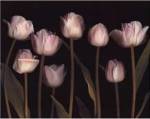 Spring Chorus by S.G. Rose