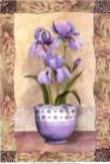 Spring Iris by Abby White