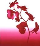 Spring Orchid by Nina Farrell