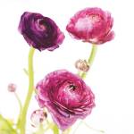 Spring Ranunculus I by Laura Marshall