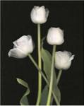 Spring Song I by S.G. Rose