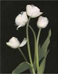 Spring Song II by S.G. Rose