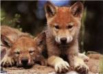 Spring Wolf Pups by Art Wolfe