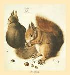 Squirrels by Albrecht Durer