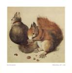 Squirrels, c.1512 by Albrecht Durer