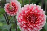 St Andrews Dahlia Flowers by Susan Pease / Danita Delimont