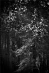 Stage Fright by Geoffrey Ansel Agrons
