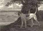 Staghound by John Scott