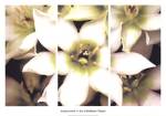 Star of Bethlehem Triptych by Andrew Levine