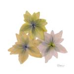 Starburst Flora by Albert Koetsier