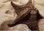 Starfish by Cyndi Schick