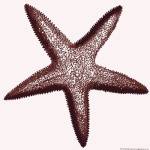 Starfish by Heidi Dobrott