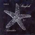 Starfish by Debbie Dewitt