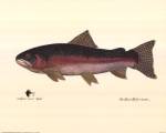 Steelhead Trout by Terri Blehm