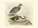 Steller's Eider by F.W. Frohawk