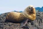 Steller sea lion, Haida Gwaii, British Columbia by Paul Colangelo / Danita Delimont