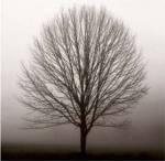 Stillness by Erin Clark