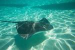 Stingray in the Pacific Ocean, Moorea, Tahiti, French Polynesia by Panoramic Images