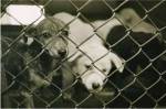 Strays