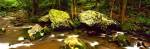 Stream flowing through a Forest, Great Smoky Mountains National Park, Tennessee by Panoramic Images