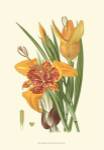 Striking Lilies I by Edward Step