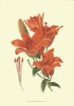 Striking Lilies II by Edward Step