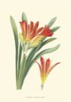 Striking Lilies III by Edward Step