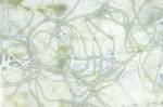 String Theory III by Jennifer Goldberger