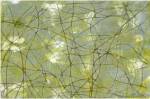 String Theory IV by Jennifer Goldberger