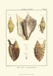 Strombe Shells, Pl. 409 by Denis Diderot