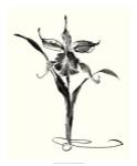 Studies in Ink - Cattleya by Nan Rae