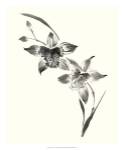 Studies in Ink - Cymbidium by Nan Rae