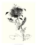 Studies in Ink - Rose I by Nan Rae
