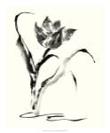 Studies in Ink - Tulip by Nan Rae