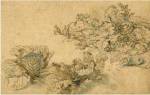 Studies of a Marrow Plant and Cabbages by Abraham Bloemaert