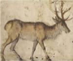 Study of a Stag by Cranach the Elder