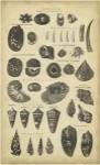 Study of Shells II by C.E. Chambers