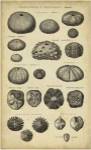 Study of Shells III by C.E. Chambers