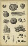 Study of Shells IV by C.E. Chambers