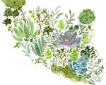 Succulent Field II by Melissa Wang