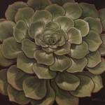 Succulent I by Janet Kruskamp