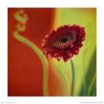 Summer Colours 3 by Antony Sweet
