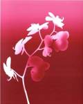 Summer Orchid by Nina Farrell