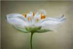 Summer Swirl by Mandy Disher
